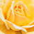 Galben - Trandafir pentru straturi Floribunda - Rivedoux-plage